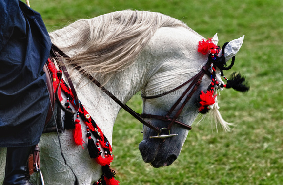 arabian-horse