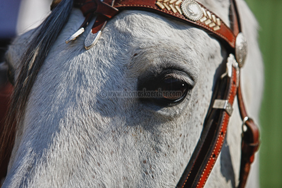 berber-horse