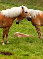 haflinger-horses
