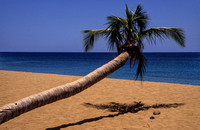 palme_beach