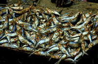fish-market-sri-lanka-004