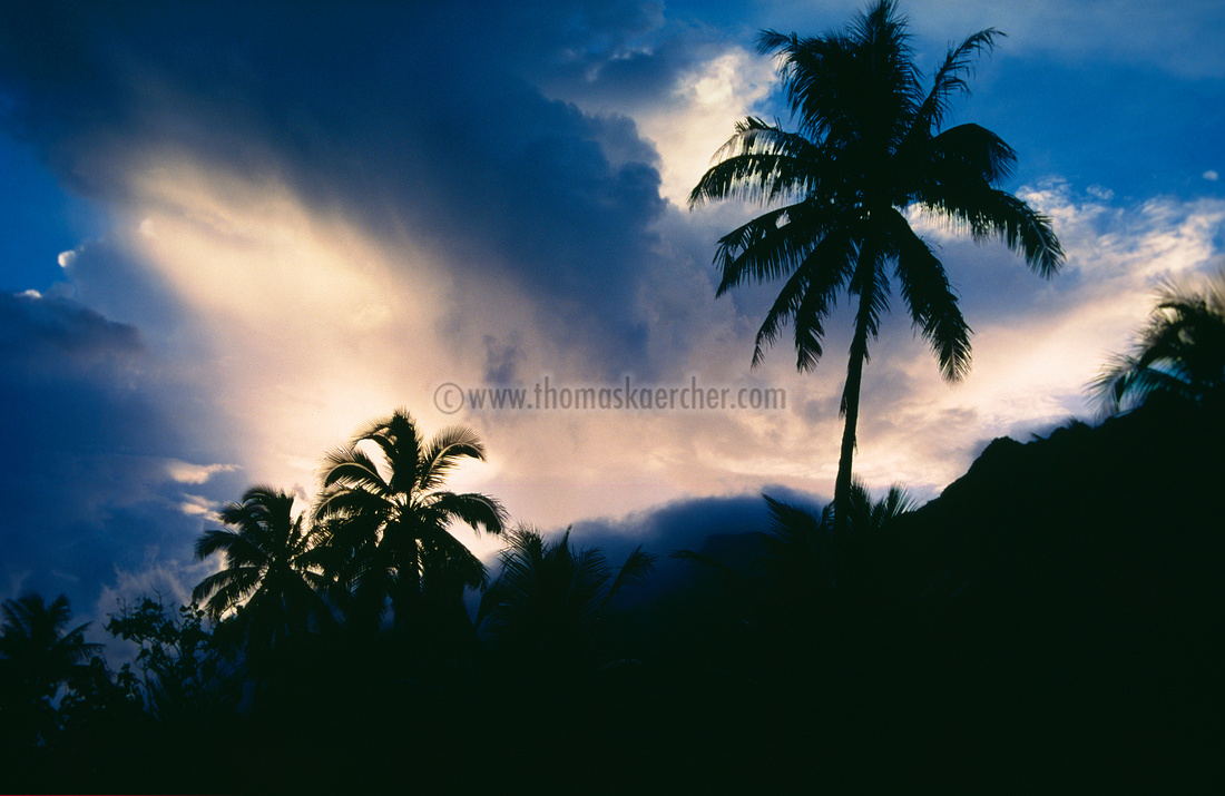 karibik-sunset-palmen