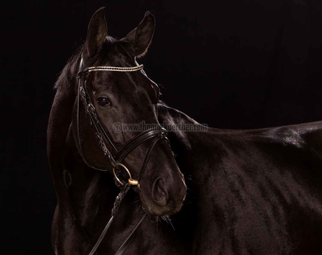darkbrown-horse-0907