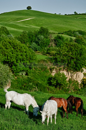 horses-with-toscany-hills