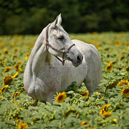 arabian-horse-with-sunflowers