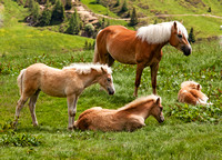 haflinger-horses